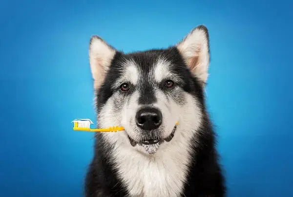 Comment-nettoyer-les-dents-d-un-chien-naturellement AykaPaws